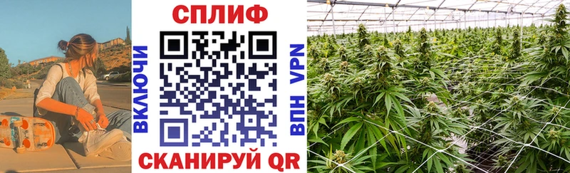 Канабис семена  Боровичи 